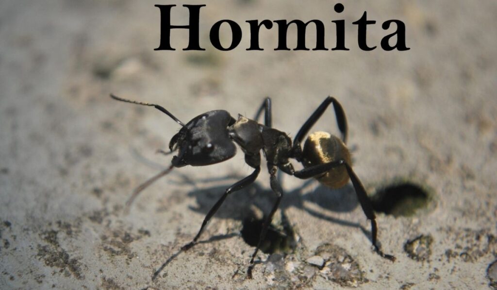 Hormita