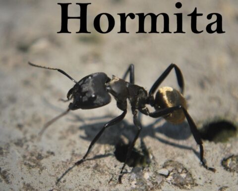 Hormita