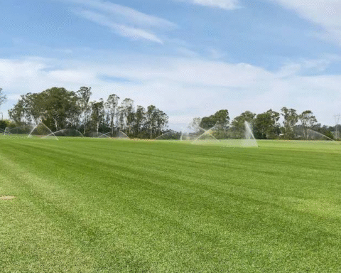 Turf